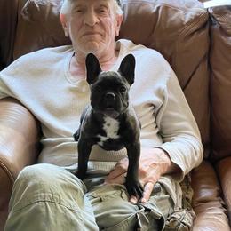 Boston Terrier and French Bulldog Puppies from High Plains Bullies