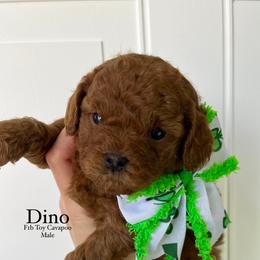 Bernedoodle, Cavapoo, Goldendoodle, and Poodle Puppies from Gypsi Doodles & Poodles