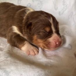 Glady - Red tri-color female Australian Shepherd puppy in Morrow, Ohio from OakHaven Acres Aussies