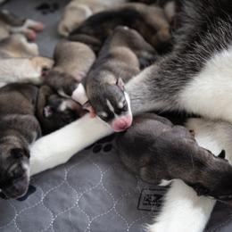 Siberian Husky Puppies from Ivie Huskies