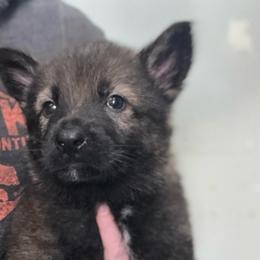 Cupid (Orange collar) - Sable male German Shepherd puppy in Canterbury, Connecticut from Nachtwaechter German Shepherds, LLC