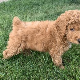 Poodle Puppies from Clegg Poodles