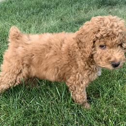 Poodle Puppies from Clegg Poodles