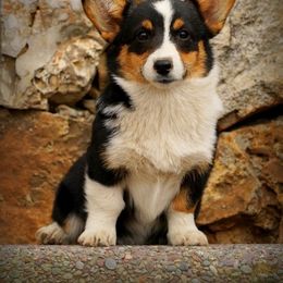 Pembroke Welsh Corgi Puppies from Royal Ridge Corgis