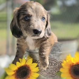 Star 3000 - Dapple male Dachshund puppy in Leesburg, Florida from Mini Doxie Mischief Makers