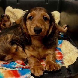 Girl 1 - female Dachshund puppy in Arkansas from O'La Dachshunds