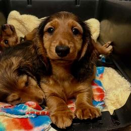 Girl 1 - female Dachshund puppy in Arkansas from O'La Dachshunds