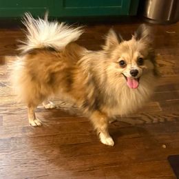 Sophia - Pomeranian