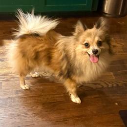 Sophia - Pomeranian