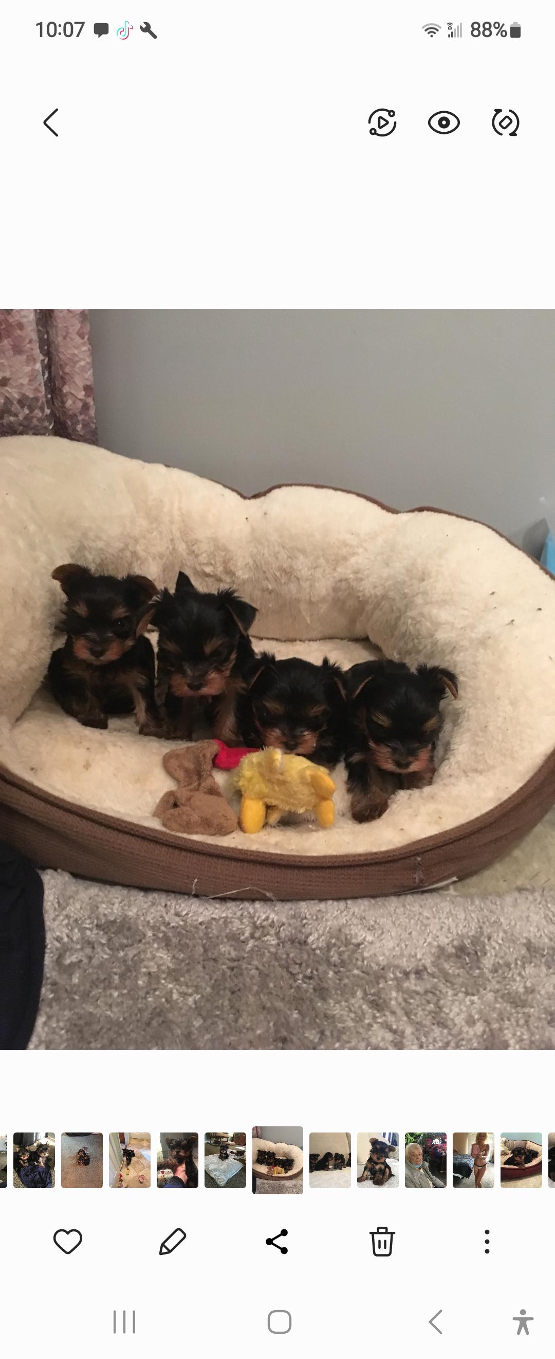 Chestnut Yorkies in New Jersey Yorkshire Terrier puppies Good Dog