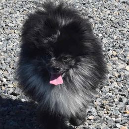 Pomeranians from High Rocking Pom Poms