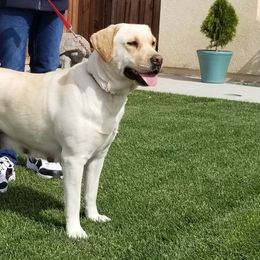 Ruby - Labrador Retriever