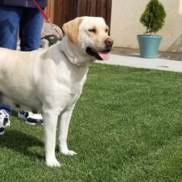 Ruby - Labrador Retriever