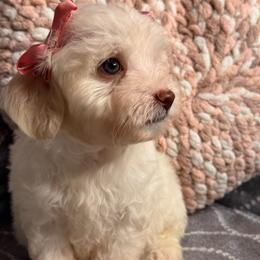 Snow - White female Maltipoo puppy in Bakersfield, California from Silvia's Maltipoos