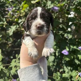 Mister Terrific - Liver and white male English Springer Spaniel puppy in Huntingdon, Pennsylvania from Indian Creek Springers and Doxies