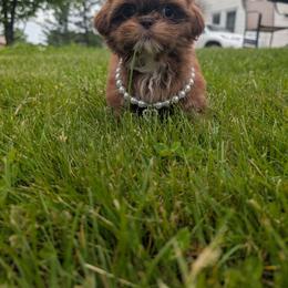 Shih Tzu puppies from Morgan's Shih Tzus
