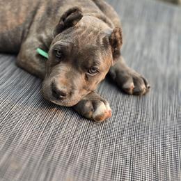 Cane Corso Puppies from Willow Creek Cane Corsos
