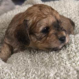 Ginger - Sable female Cavapoo puppy in Spokane, Washington from PJE Cavs and Poos