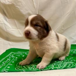Green - Tri-color male Karakachan puppy in Pikeville, Tennessee from Rock Solid Ranch