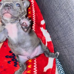 French Bulldog Puppies from Peter’s Frenchies