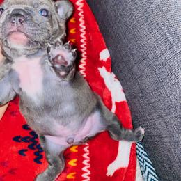 French Bulldog Puppies from Peter’s Frenchies