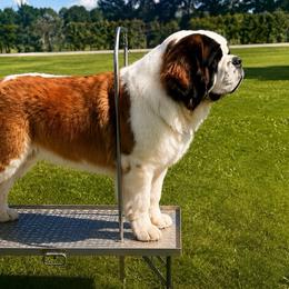 Hemi - Saint Bernard