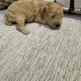 Maple - Apricot female Poodle puppy in Queen Creek, Arizona from Prestigious Toy Poodles