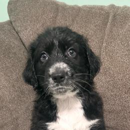 Orange collar - Black phantom male Aussiedoodle puppy in Melrose, Florida from Howdilly Doodley
