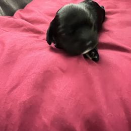 Cocker Spaniel Puppies from Ileana Madrigal