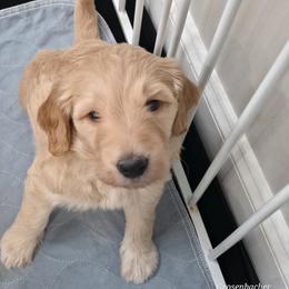 Beaux (will be keeping back longer) - Apricot male Goldendoodle puppy in Mullin, Texas from Grosenbacher Goldendoodles