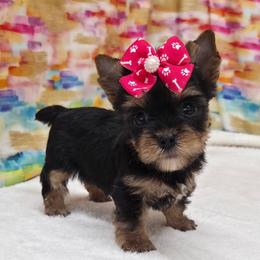 Bella - Black and tan female Yorkshire Terrier puppy in Monticello, Iowa from Ashley’s Puppies