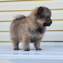 Pompom - Beaver female Pomeranian puppy in Linwood, North Carolina from MJ's Pomeranians