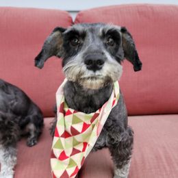 Dory - Miniature Schnauzer