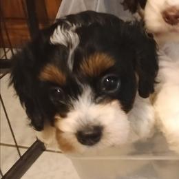Bella - Tri-color female Cavapoo puppy in East Providence, Rhode Island from Marta's Cavaliers