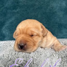 Labrador Retriever Puppies from Ruby Mountain Labradors
