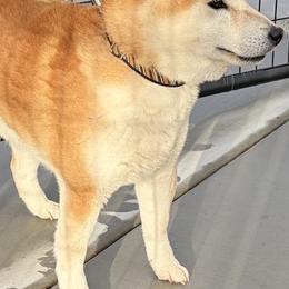 Bear - Shiba Inu