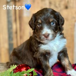 Stetson - Red tri-color male Aussiedoodle puppy in Lancaster, Minnesota from Finney Ranch