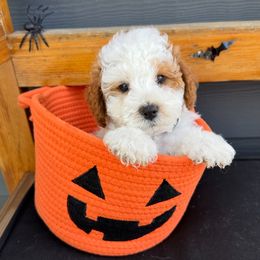 Snow - Parti male Goldendoodle puppy in Huntington, Utah from Krispydoodle