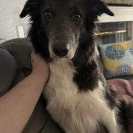 Alua - Border Collie