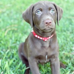 Finn - Chocolate male Labrador Retriever puppy in Loganville, Georgia from Silver Ridge Labradors of Georgia