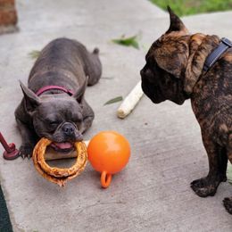 French Bulldogs from Danni French Bulldogs