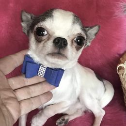 Blue Sky - Chihuahua