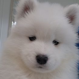 Samoyed Puppies from Carriage Court Kennels