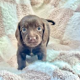 Plumette - Chocolate female Dachshund puppy in Casper, Wyoming from Daisy's Doxies & Doodles