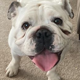Bulldogs from Tiny Tanks Kennel