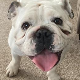 Bulldogs from Tiny Tanks Kennel