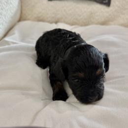 Girl 3 - female Cavapoo puppy in Mount Pleasant, Texas from NANCY REYNA