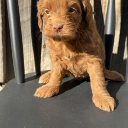 Purple Collar Girl - Red  female Goldendoodle puppy in San Augustine, Texas from Vintage Doodles