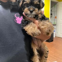 Rottweiler and Yorkshire Terrier Puppies from Superior Family Kennels