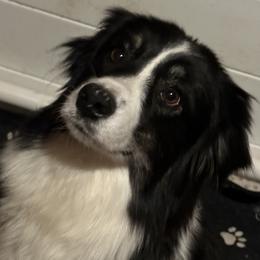 Poppy - Australian Shepherd